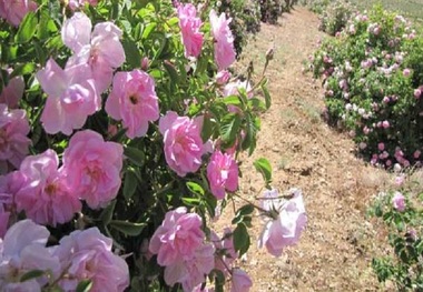 برداشت گل محمدی در ابرکوه آغاز شد