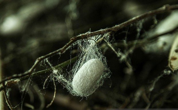 احیاء صنعت ابریشم زمینه ساز اشتغال در صومعه سراست