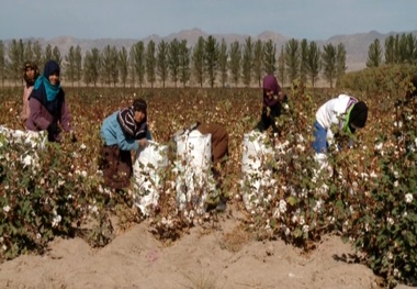 محصول پنبه کاران خراسان شمالی به صورت تضمینی خریداری می شود