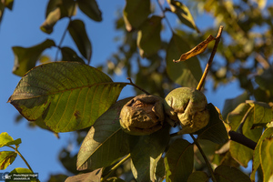 برداشت مکانیزه گردو در استان زنجان