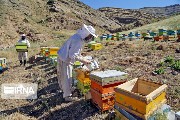 ۲ هزار و ۸۲۸ تن عسل در اردبیل تولید شد