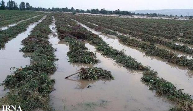 سیلاب 6 میلیارد ریال به کشاورزی سبزوار خسارت زد