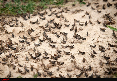 شدت گرفتن هجوم ملخ ها به مزارع کوهرنگ   استمداد از مسئولان برای کمک به کشاورزان