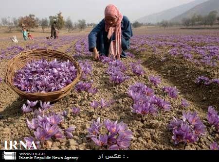 آغاز برداشت زعفران از مزارع تایباد