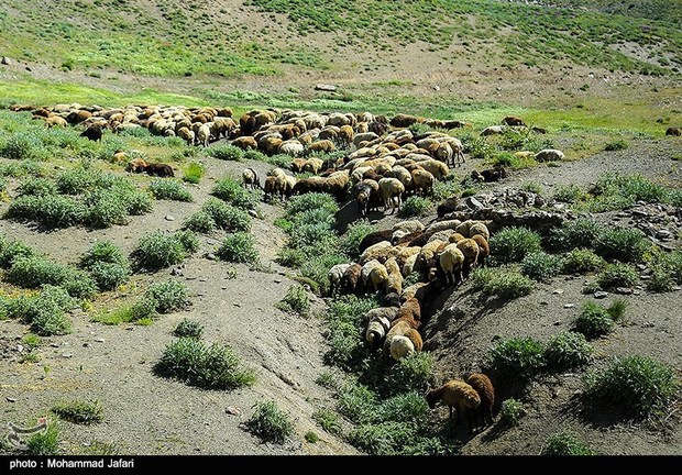 بروجرد از میزبانی میهمانان پردردسر به ستوه آمد؛ تهدید ۲ میلیون دام مازاد برای مراتع