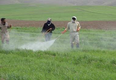 مزارع کلزای ایلام از علف هرز پاک شدند