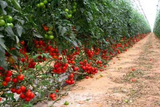 کشاورزی بوشهر آغاز نوین سازی