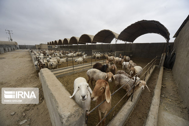 سقط جنین دام باید تقرببا به صفر برسد