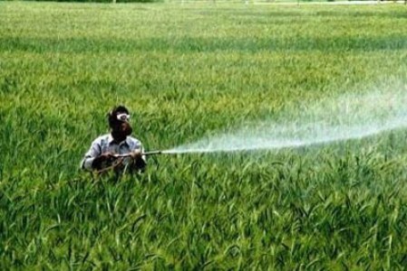 مبارزه با آفت سن غلات در استان اصفهان موفقیت آمیز ارزیابی شد