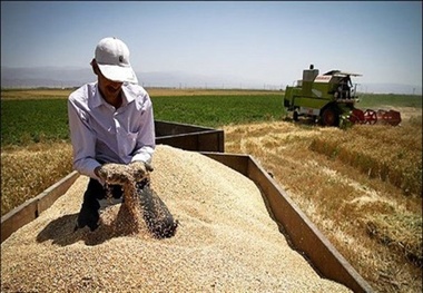 پرداخت ۴۴ درصد از مطالبات گندمکاران استان مازندران