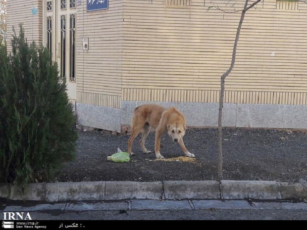 معضل ولگردی سگها در کوچه پسکوچه های سبزوار