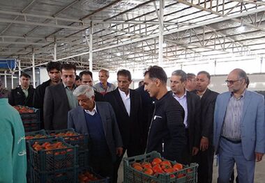 بیماری کرونا قیمت محصولات گلخانه‌ای دشتی کاهش داد