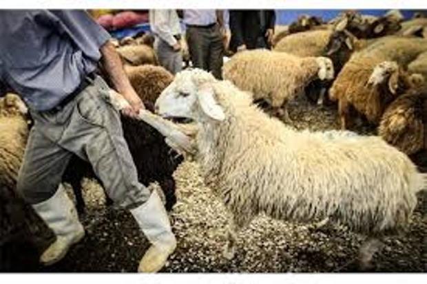 قاچاق  صنعت دامپروری ایلام را تهدید می کند