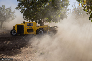برداشت مکانیزه گردو در استان زنجان
