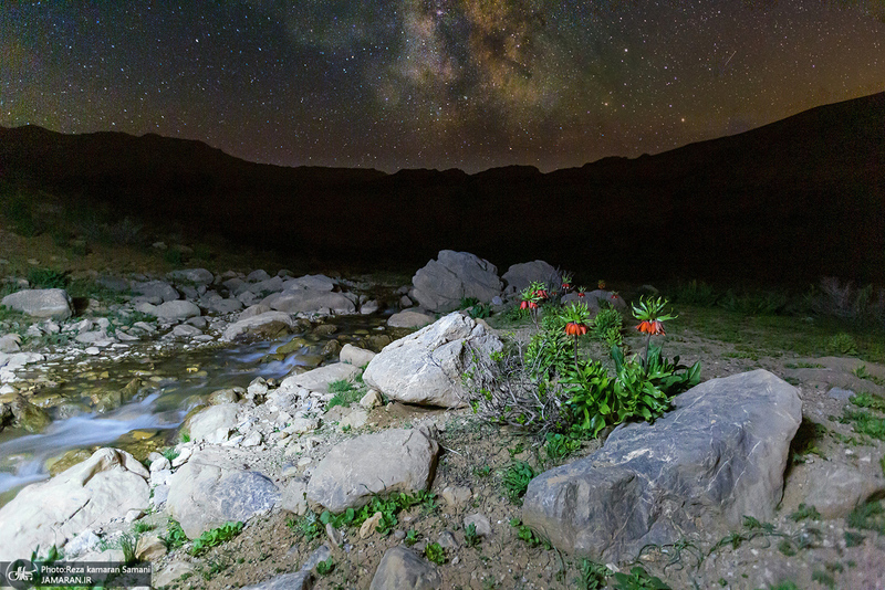 دشت لاله های واژگون کوهرنگ