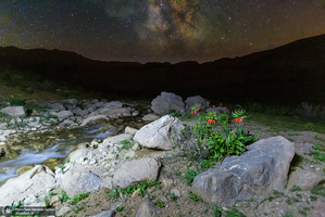 دشت لاله های واژگون کوهرنگ