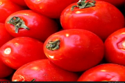 تولید گوجه فرنگی در زنجان