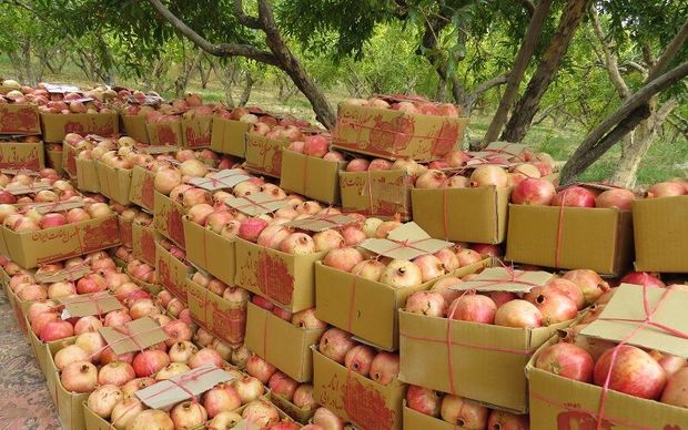 سالانه ۶۲۰۰ تن انار در آذربایجان‌شرقی تولید می‌شود