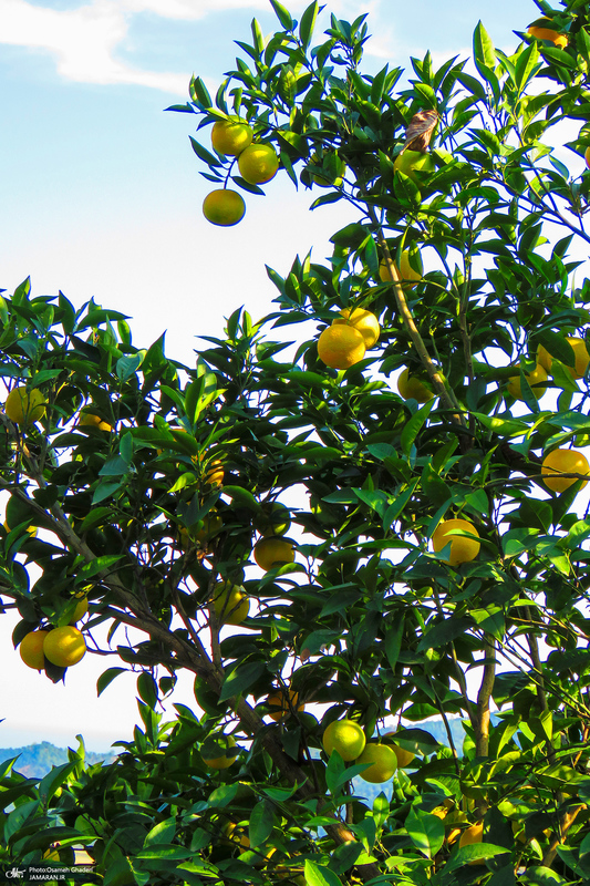 طبیعت روستای بزکویه