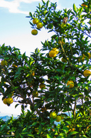 طبیعت روستای بزکویه