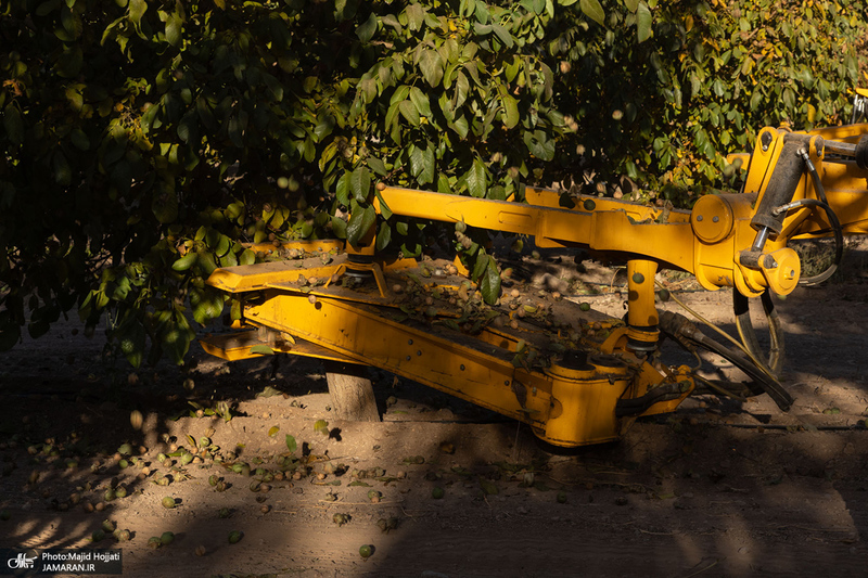 برداشت مکانیزه گردو در استان زنجان
