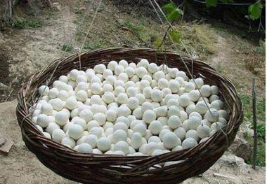 احتمال ابتلا به مسمومیت بوتولیسم با مصرف کشک سنتی افزایش می یابد