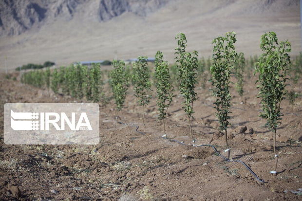 آغاز طرح نهال‌کاری در ۳۰۰هکتار از کانونهای بحران فرسایش بادی ریگان