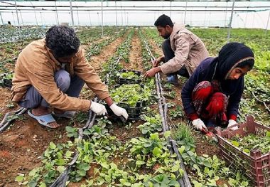 ۳۱۰ میلیارد ریال وام اشتغال روستایی در شهرستان ری پرداخت شد