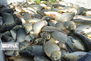 برداشت ۹۹۰ تن از ماهیان گرم آبی در آستانه اشرفیه