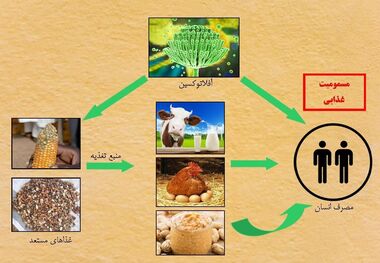 صنایع غذایی خراسان رضوی نظارت‌ در زمینه افلاتوکسین را سختگیرانه می‌دانند