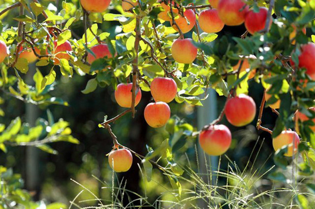 24 نوع محصول باغی در قزوین تولید می شود