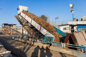 شوق شیرین تولید شکر / کارگران تولید قند و شکر