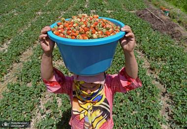 ‎برداشت توت فرنگی در کشمیر ھند - گزارش تصویری