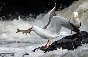 منتخب تصاویر امروز جهان- 18 اردیبهشت 1400