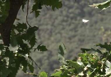 آفتی که تیشه به ریشه جنگل های آذربایجان غربی می زند