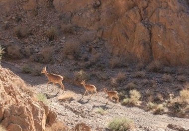 ارتقا گستره مناطق حفاظت شده استان بوشهر دستور کار است