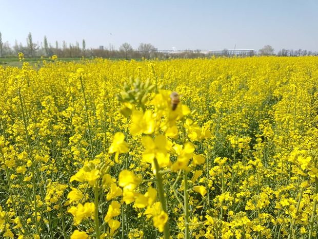 برداشت دانه روغنی کلزا در میرجاوه آغاز شد