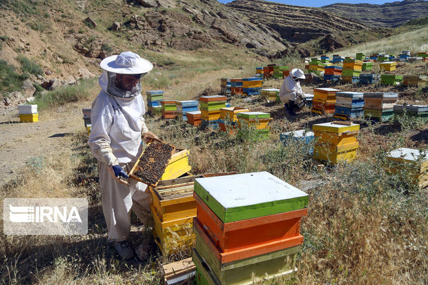 افزایش ۳۱ درصدی تولید عسل در خراسان شمالی
