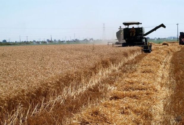 20 هزار تن گندم از مزارع قصرشیرین امسال برداشت می شود
