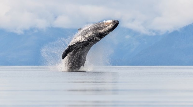 عکس روز نشنال جئوگرافیک؛ پرش تماشایی نهنگ