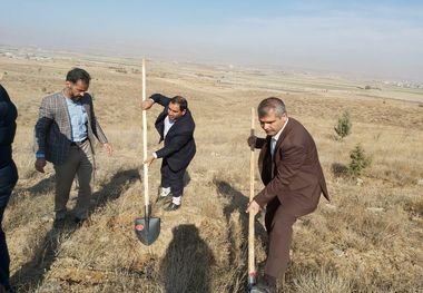 ۲ هزار اصله نهال در شیروان کشت شد