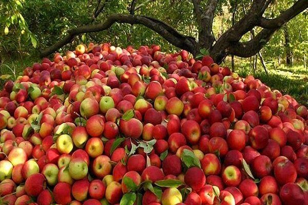 نماینده اهر: وزارت صمت فکری به‌حال صادرات سیب بکند