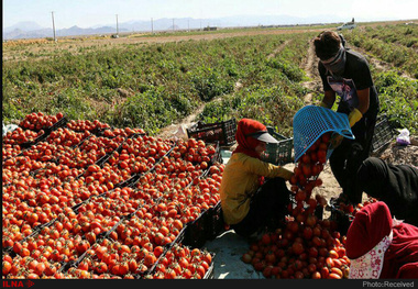 کاهش 10 تا 15 تنی برداشت گوجه فرنگی از سال 93 در آبدان   قطب تولید گوجه فرنگی کشور  در دام بی‌توجهی مسئولان