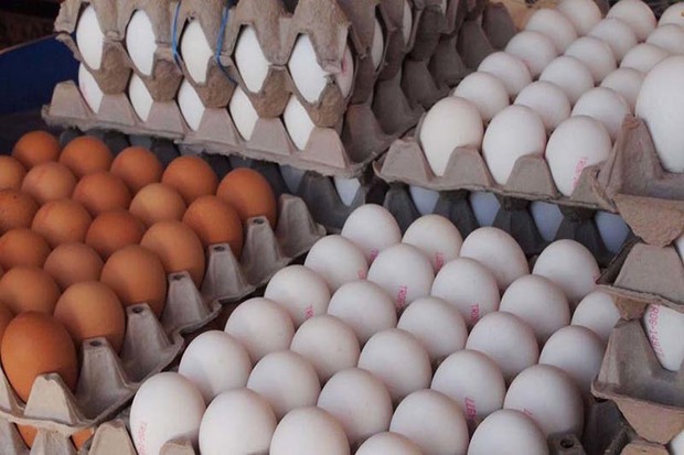 بیش از 35 هزار تن تخم مرغ در استان قزوین تولید شد