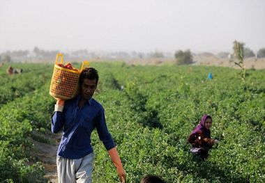 آبادانی در روستاها به سبک پردیس