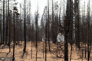 منتخب تصاویر امروز جهان- 1 مرداد 1400