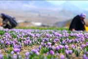 توسعه مزارع زعفران جنوب کرمان در دستور کار قرار گرفت