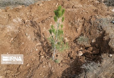 ۳۰ هزار نهال در رفسنجان غرس می‌شود