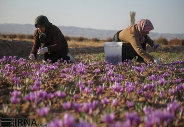 1299 میلیارد تومان طرح اشتغالزا در خراسان جنوبی ثبت شد