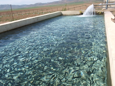 پیش بینی تولید 140 تن ماهی قزل آلا در استخرهای پرورش ماهی آبیک